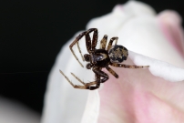 Un mle (Araneae - Thomisidae - Xysticus sp.)